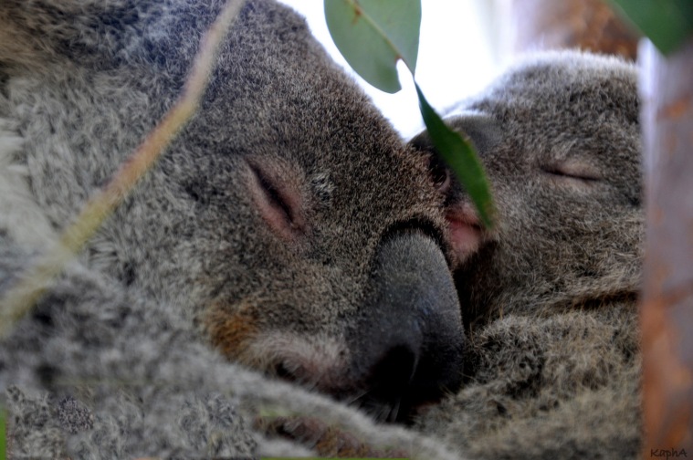 Koalamamma och bebis